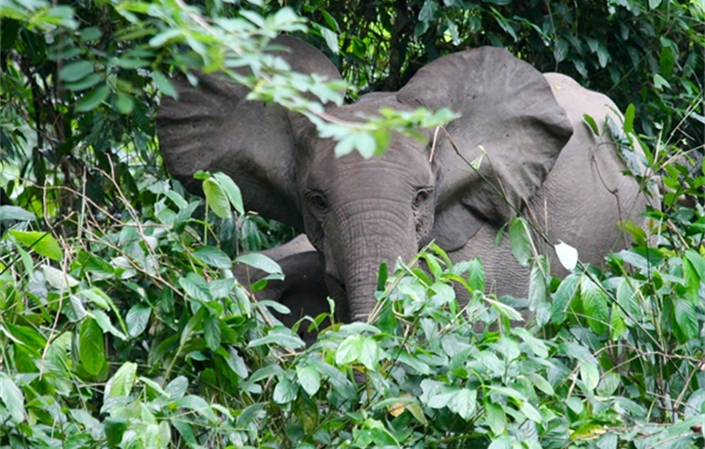 forest elephants from Conkouati Douli National Park in Congo at December...